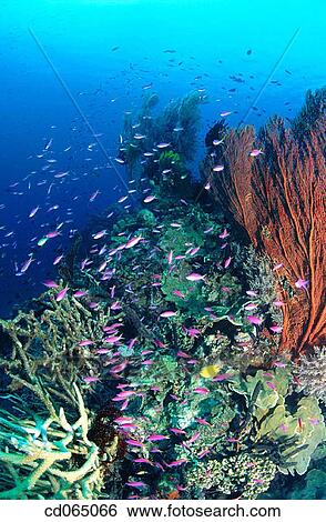 Coral, Sea Fans and Basslets (Pseudanthias sp. ). Indo-Pacific Ocean. View Large Photo Image Stock Photograph - Coral, Sea Fans and Basslets (Pseudanthias sp. ). Indo-Pacific Ocean.. Fotosearch