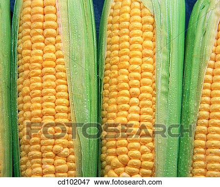 Corn View Large Photo Image Stock Photo - Corn. Fotosearch