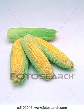 Corn View Large Photo Image Stock Photograph - Corn. Fotosearch