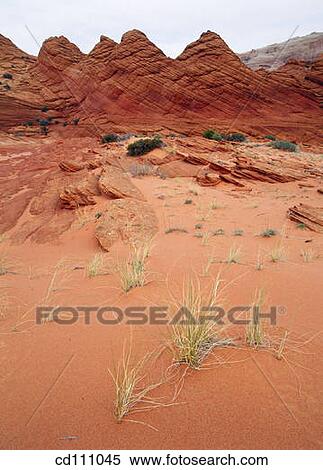 Coyote buttes. Paria Canyon-Vermilion Cliffs Wilderness. Arizona. USA View Large Photo Image Stock Photography - Coyote buttes. Paria Canyon-Vermilion Cliffs Wilderness. Arizona. USA. Fotosearch