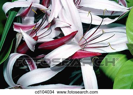 Crinum amabile View Large Photo Image Picture - Crinum amabile. Fotosearch