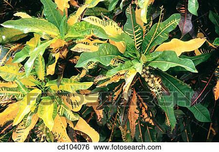 Croton (Codiaeum variegatum) View Large Photo Image Stock Photograph - Croton (Codiaeum variegatum). Fotosearch