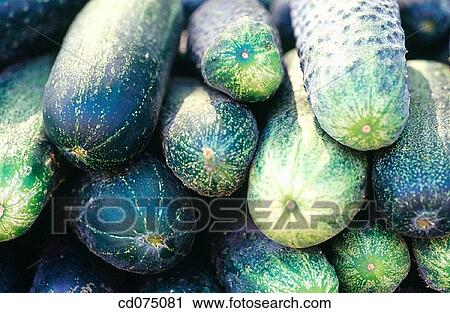 Cucumbers View Large Photo Image Stock Image - Cucumbers. Fotosearch