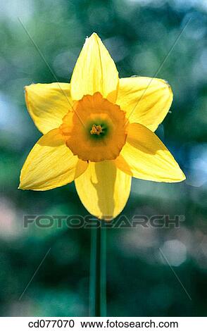 Daffodil View Large Photo Image Stock Image - Daffodil. Fotosearch