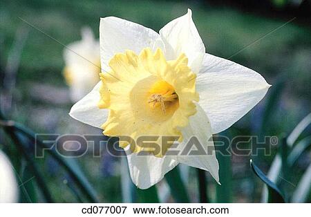 Daffodil View Large Photo Image Stock Photo - Daffodil. Fotosearch
