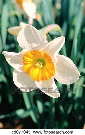 Daffodil View Large Photo Image Stock Photography - Daffodil. Fotosearch