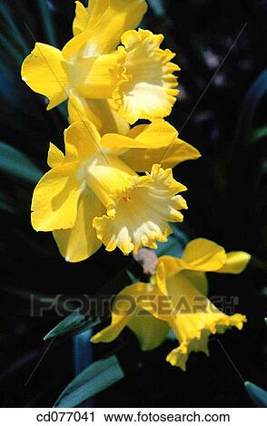 Daffodils View Large Photo Image Stock Image - Daffodils. Fotosearch