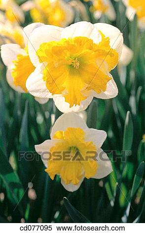 Daffodils View Large Photo Image Stock Photography - Daffodils. Fotosearch