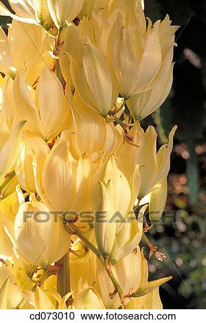 Stock Image - Dagger plant (Yucca sp. ). Fotosearch