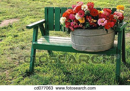 Stock Image - Dahlias. Fotosearch