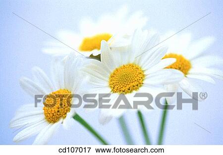 Daisies (Chrysanthemum leucanthemum) View Large Photo Image Stock Photo - Daisies (Chrysanthemum leucanthemum). Fotosearch