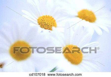 Stock Photo - Daisies (Chrysanthemum leucanthemum). Fotosearch