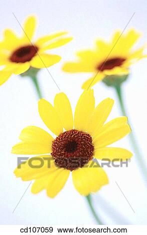 Daisy (Chrysanthemum carinatum) View Large Photo Image Stock Photo - Daisy (Chrysanthemum carinatum). Fotosearch