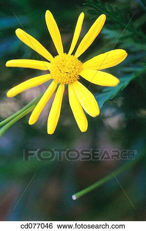 Daisy View Large Photo Image Stock Photograph - Daisy. Fotosearch