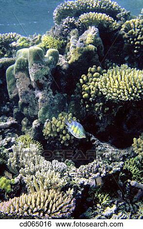 Damselfish and corals. Pacific Ocean. Yap. Micronesia. View Large Photo Image Stock Photograph - Damselfish and corals. Pacific Ocean. Yap. Micronesia.. Fotosearch