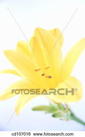 Day-lily (Hemerocallis hybr. ) View Large Photo Image Stock Photograph - Day-lily (Hemerocallis hybr. ). Fotosearch