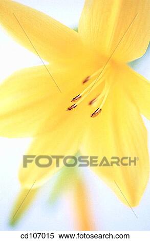 Day-lily (Hemerocallis hybr. ) View Large Photo Image Stock Photography - Day-lily (Hemerocallis hybr. ). Fotosearch