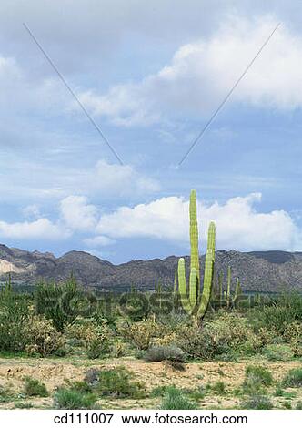 Desert. Baja California. Mexico View Large Photo Image Stock Photo - Desert. Baja California. Mexico. Fotosearch