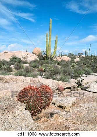 Desert. Baja California. Mexico View Large Photo Image Stock Photo - Desert. Baja California. Mexico. Fotosearch