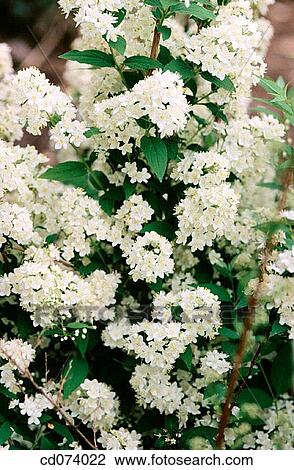 Deutzia? Lemoine? View Large Photo Image Stock Image - Deutzia? Lemoine?. Fotosearch