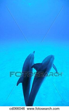Stock Photograph - Dolphins. Fotosearch