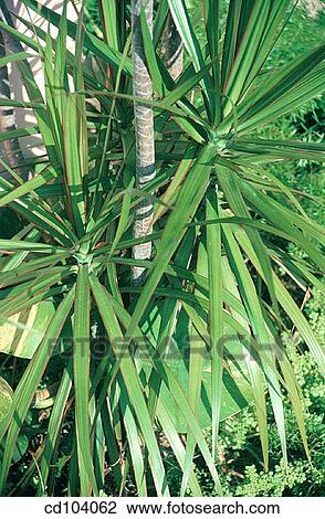 Dragon Tree (Dracaena marginata) View Large Photo Image Stock Image - Dragon Tree (Dracaena marginata). Fotosearch