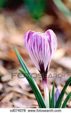 Dutch crocus (Crocus vernus? Striped beauty? ) View Large Photo Image Stock Photo - Dutch crocus (Crocus vernus? Striped beauty? ). Fotosearch