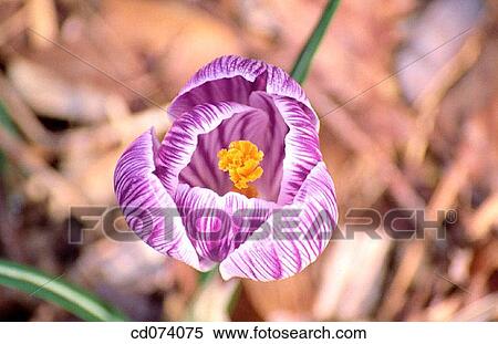 Dutch crocus (Crocus vernus? Striped beauty? ) View Large Photo Image Stock Photography - Dutch crocus (Crocus vernus? Striped beauty? ). Fotosearch