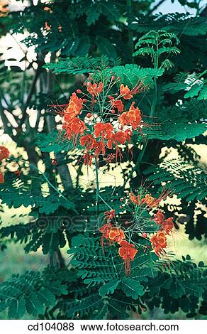 Dwarf Poinciana, Red Bird of Paradise (Caesalpinia pulcherrima) View Large Photo Image Stock Photo - Dwarf Poinciana, Red Bird of Paradise (Caesalpinia pulcherrima). Fotosearch