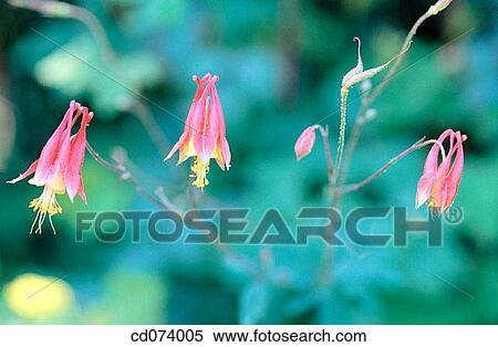 Stock Photography - Eastern columbine (Aquilegia canadensis), Canada. Fotosearch