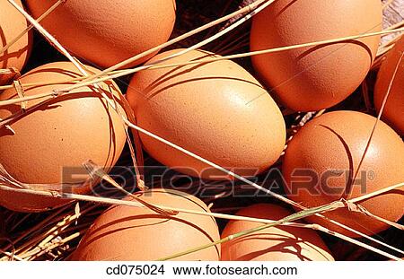 Picture - Eggs. Fotosearch
