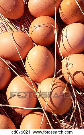 Eggs View Large Photo Image Stock Image - Eggs. Fotosearch