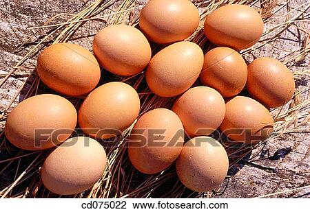Eggs View Large Photo Image Stock Image - Eggs. Fotosearch