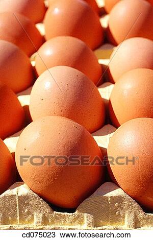 Eggs View Large Photo Image Stock Image - Eggs. Fotosearch