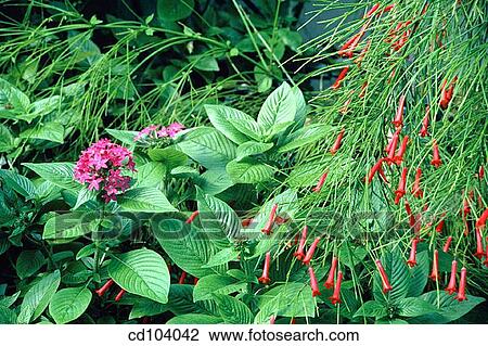 Stock Image - Egyptian Star Cluster (Pentas lanceolata) and Firecracker (Russelia equisetiformis). Fotosearch