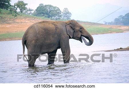Elephant (Elephas maximus) View Large Photo Image Picture - Elephant (Elephas maximus). Fotosearch