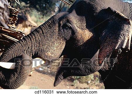 Elephant (Elephas maximus) View Large Photo Image Stock Image - Elephant (Elephas maximus). Fotosearch