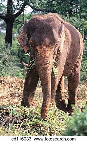 Elephant (Elephas maximus) View Large Photo Image Stock Image - Elephant (Elephas maximus). Fotosearch