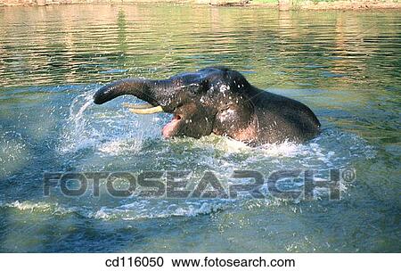 Elephant (Elephas maximus) View Large Photo Image Stock Image - Elephant (Elephas maximus). Fotosearch