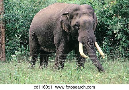 Elephant (Elephas maximus) View Large Photo Image Stock Image - Elephant (Elephas maximus). Fotosearch