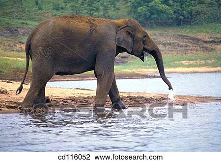Elephant (Elephas maximus) View Large Photo Image Stock Image - Elephant (Elephas maximus). Fotosearch