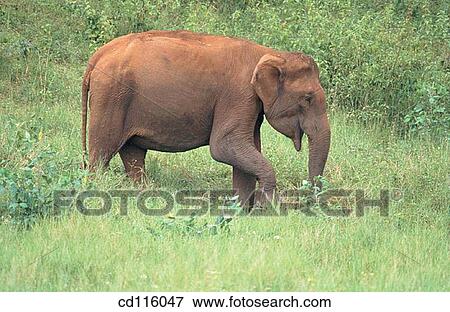 Elephant (Elephas maximus) View Large Photo Image Stock Photo - Elephant (Elephas maximus). Fotosearch