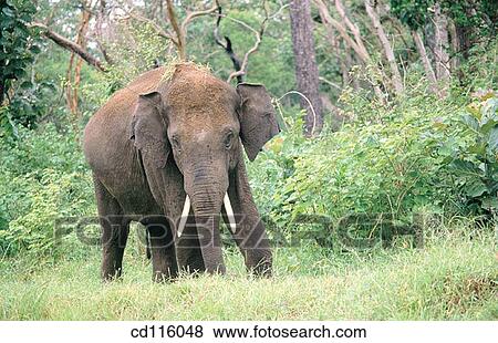 Elephant (Elephas maximus) View Large Photo Image Stock Photo - Elephant (Elephas maximus). Fotosearch