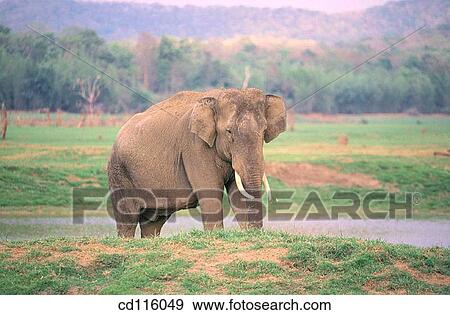 Elephant (Elephas maximus) View Large Photo Image Stock Photo - Elephant (Elephas maximus). Fotosearch