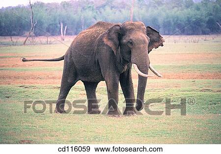 Elephant (Elephas maximus) View Large Photo Image Stock Photo - Elephant (Elephas maximus). Fotosearch