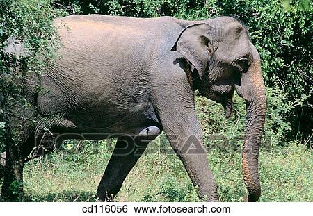 Elephant (Elephas maximus) View Large Photo Image Stock Photograph - Elephant (Elephas maximus). Fotosearch