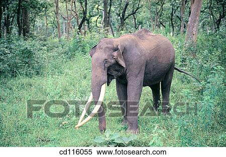 Elephant (Elephas maximus) View Large Photo Image Stock Photography - Elephant (Elephas maximus). Fotosearch