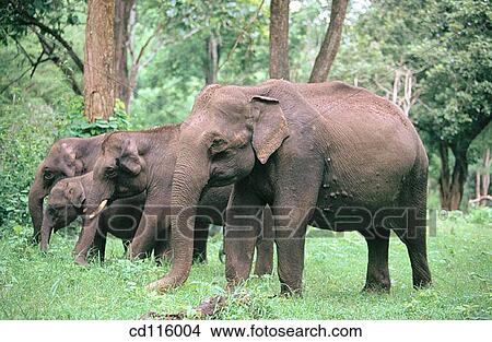 Elephants (Elephas maximus) View Large Photo Image Picture - Elephants (Elephas maximus). Fotosearch