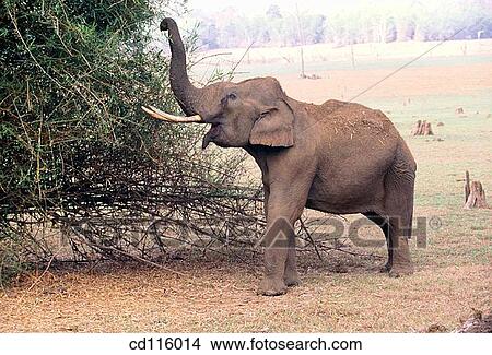 Elephants (Elephas maximus) View Large Photo Image Picture - Elephants (Elephas maximus). Fotosearch