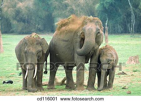 Elephants (Elephas maximus) View Large Photo Image Stock Image - Elephants (Elephas maximus). Fotosearch